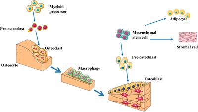 The Roles of Epigenetics Regulation in Bone Metabolism and Osteoporosis